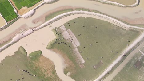 Aerial-view-above-buffalo-cattle-grazing-on-Sylhet,-Bangladesh-agricultural-farmland-pasture