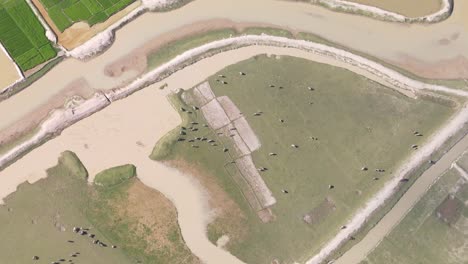 vista aérea sobre ganado de búfalo pastando en sylhet, pastos agrícolas de bangladesh