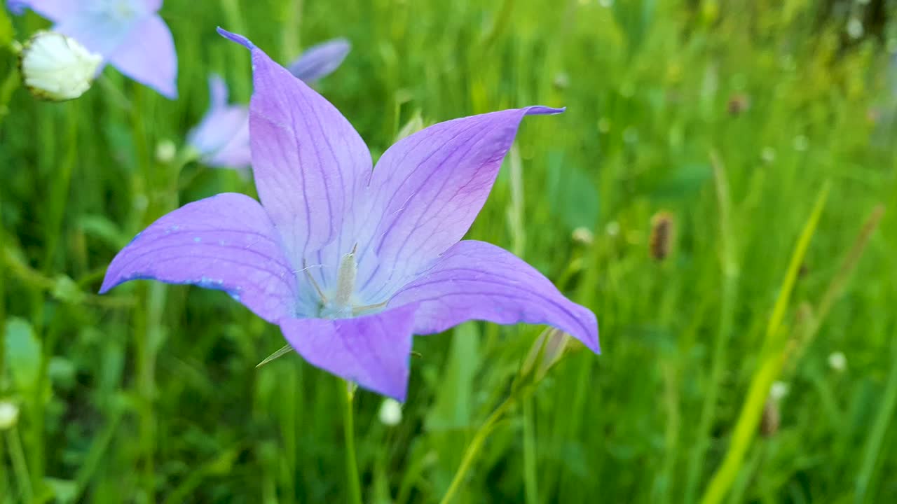 campanula patula 또는 퍼지는 종꽃이 부드러운 바람에 가 ⁇ 게 날아다니는 클로즈업 뷰