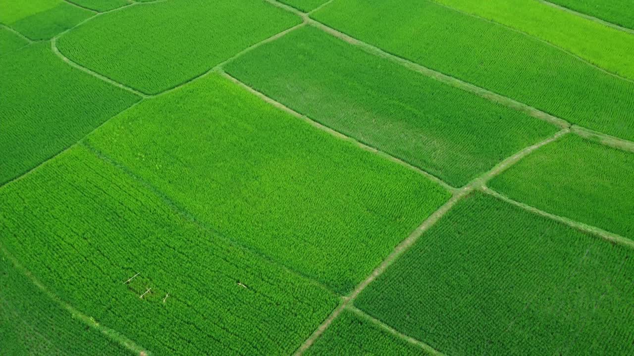 Il riso è stato coltivato in vaste aree