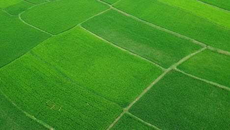 Paddy-Wurde-In-Weiten-Gebieten-Angebaut