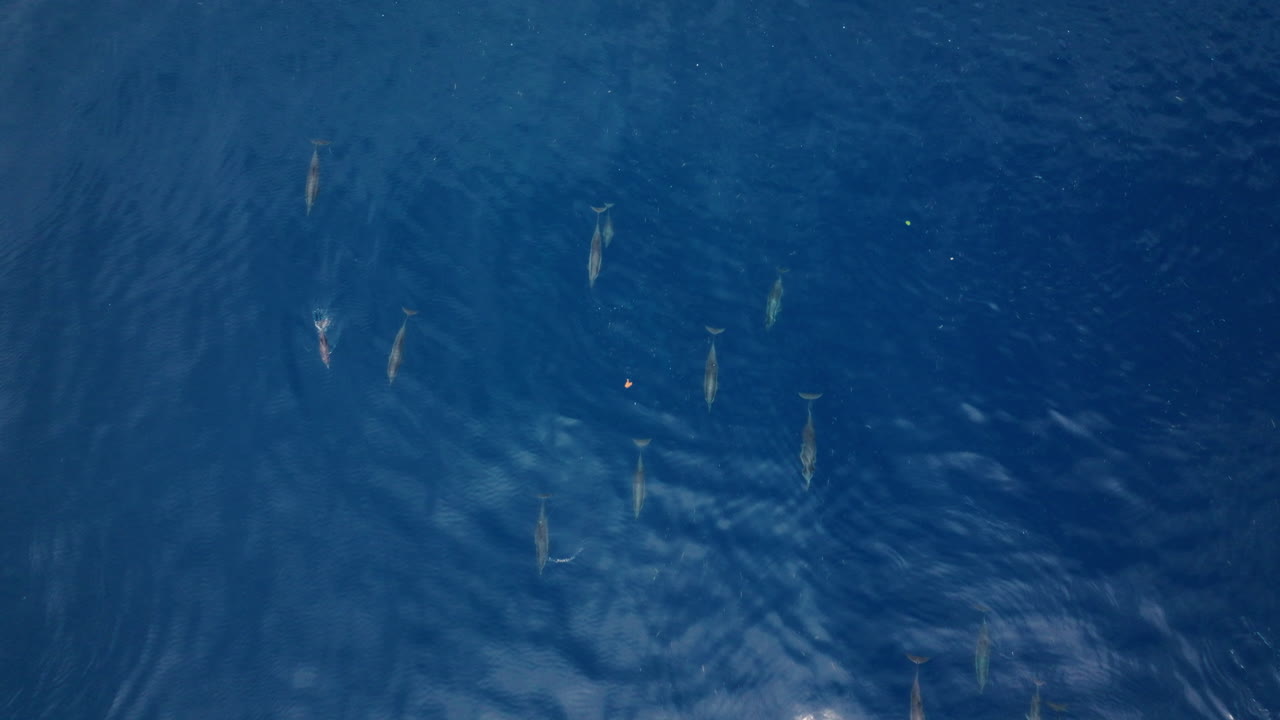 Light plays across surface of Maldives water, subtle ripple texture in aerial perspective as dolphins swim below