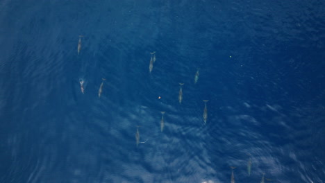 light plays across surface of maldives water, subtle ripple texture in aerial perspective as dolphins swim below