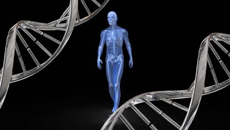 Menschliche-Anatomie,-Gehen-Und-DNA