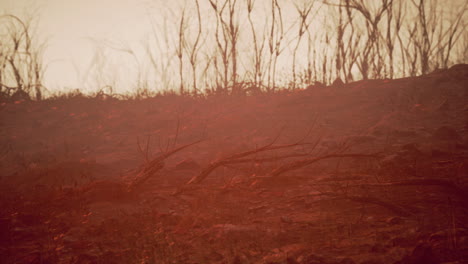 burnt landscape after fire