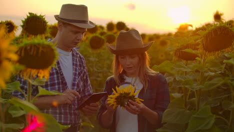 Zwei-Bauern,-Ein-Mann-Und-Eine-Frau,-Die-Bei-Sonnenuntergang-Auf-Einem-Sonnenblumenfeld-Einen-Tablet-Computer-Verwenden,-Schätzen-Die-Ernte-Und-Den-Gewinn-Ihres-Betriebs.-Familienbetrieb.-Das-Konzept-Des-Modernen-Landwirts.