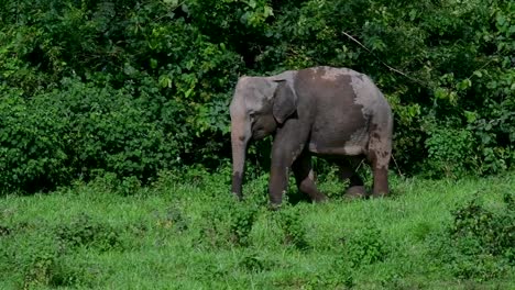 The-Asiatic-Elephants-are-endangered-species-and-they-are-also-residents-of-Thailand