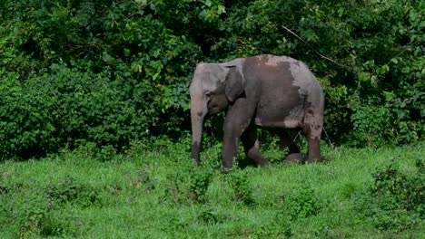 los elefantes asiáticos son especies en peligro de extinción y también son residentes de tailandia