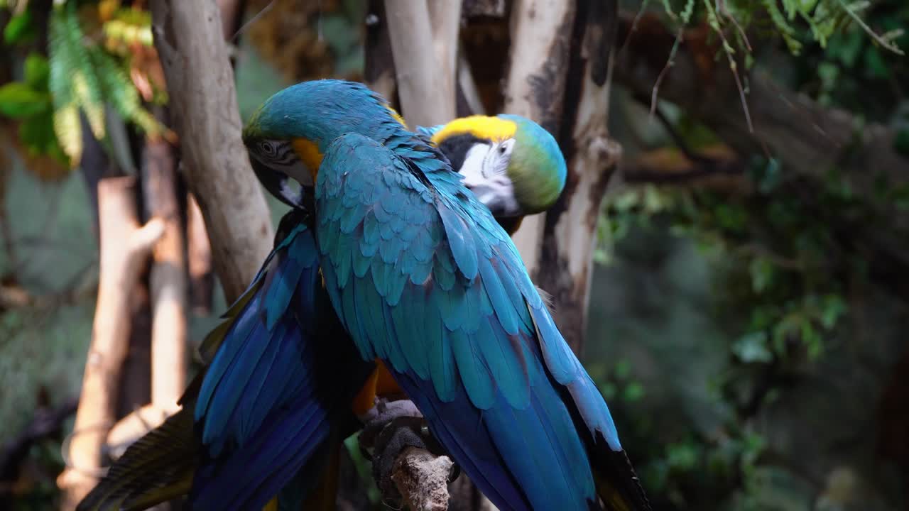 dos guacamayos azules y dorados en la rama de un árbol en la selva tropical, loros azules y dorados