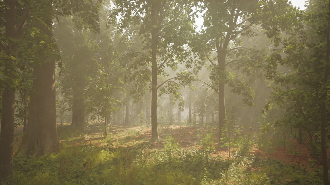 빛이 비치는 안개 숲