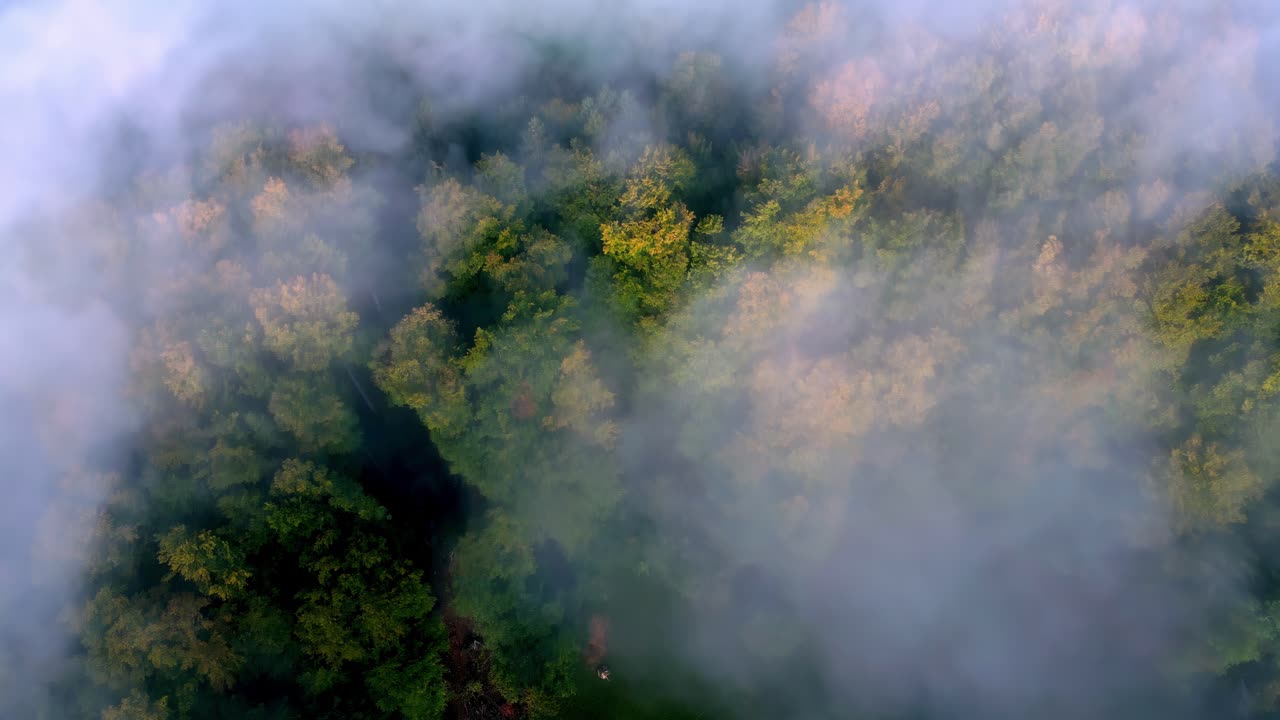 vista aérea de un bosque envuelto en una espesa niebla blanca