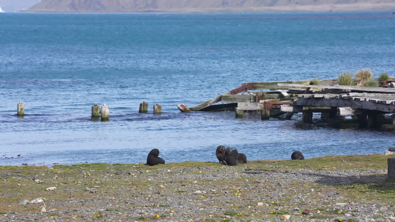 남서부 조지아 섬의 해안에서 놀고 있는 남극 털 해파리 새끼들, 느린 동작