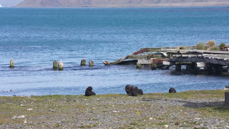 Jungtiere-Antarktischer-Seebären-Spielen-An-Der-Küste-Der-Insel-Südgeorgien,-Zeitlupe