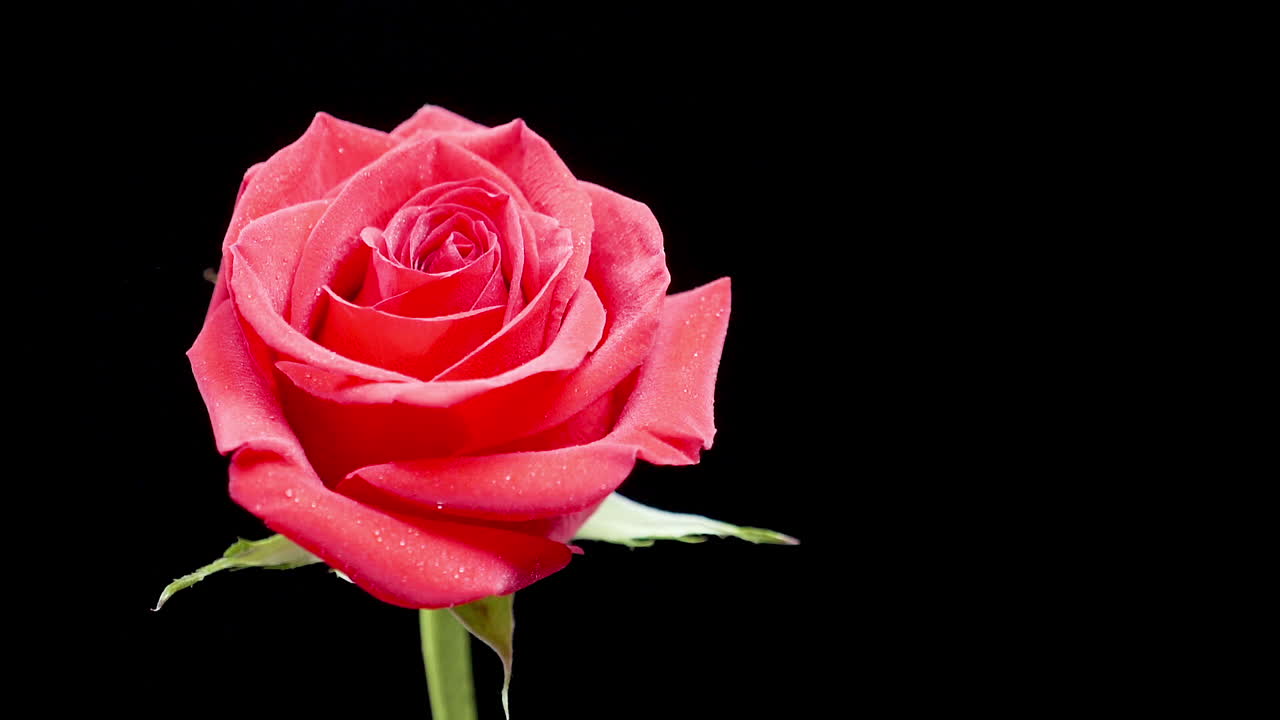 Bella rosa rossa