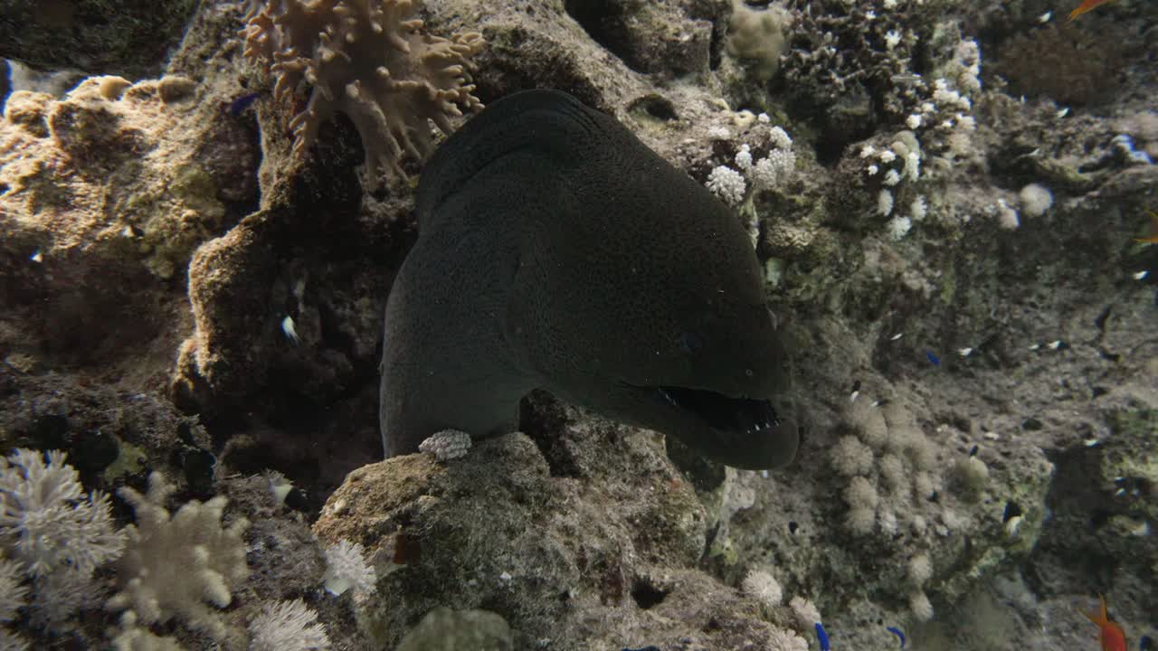 Moray eel sticking out of a wall opening and closing it's mouth in slowmotion in 4k