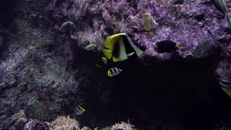 pez coral banderín en el mar rojo de egipto, pez tropical rayado negro y amarillo