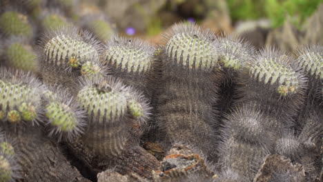 rufous collared sparrow flying into cactus nest in atacama desert