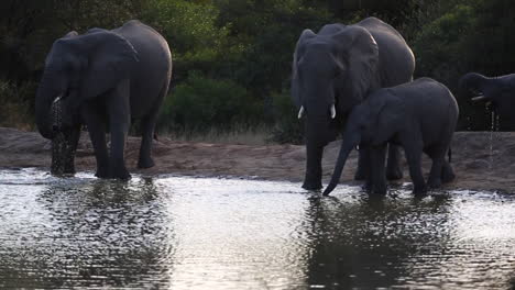 Eine-Ruhige,-Spätnachmittägliche-Szenerie-Einer-Elefantenherde,-Die-Ihre-Zeit-An-Einem-Wasserloch-In-Der-Wildnis-Afrikas-Ausklingen-Lässt