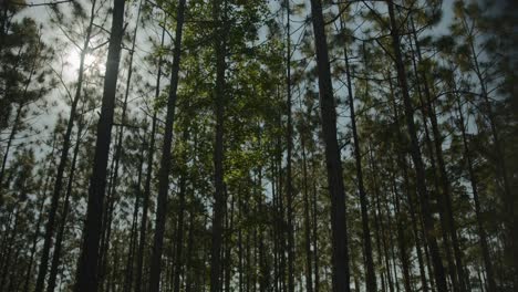 Mirando-Hacia-Los-árboles-En-El-Bosque-4