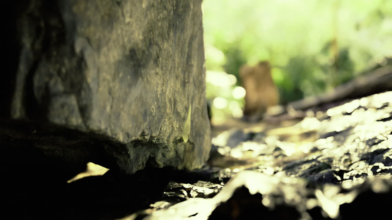 Nature exploration near a rocky outcrop during warm daylight hours