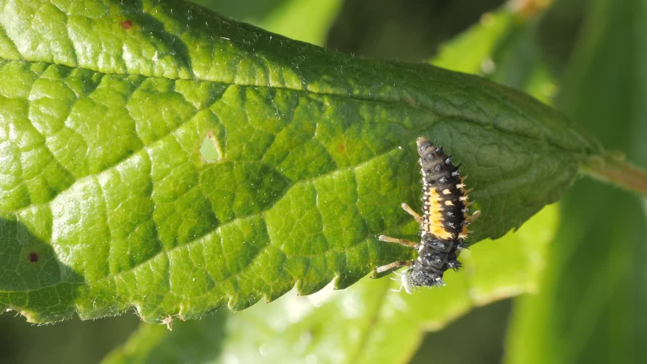 매화나무에 감염된 녹색 진딧물을 먹는 무당벌레 애벌레