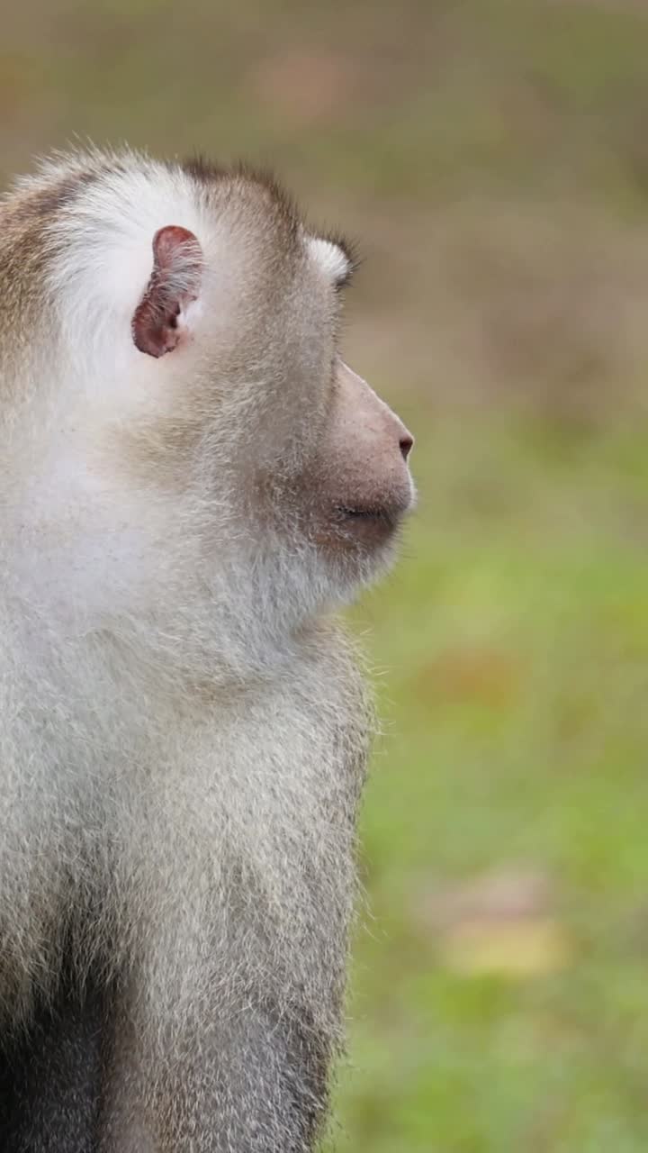 mono sentado, mirando a su alrededor, posiblemente alerta