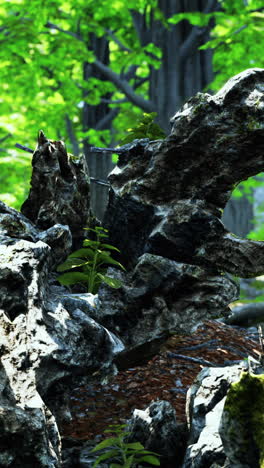 plants growing among rocks in a forest