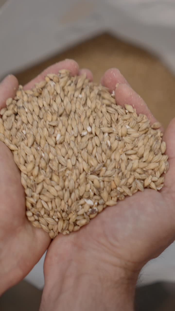 Hands holding and pouring barley grains, a key ingredient for brewing