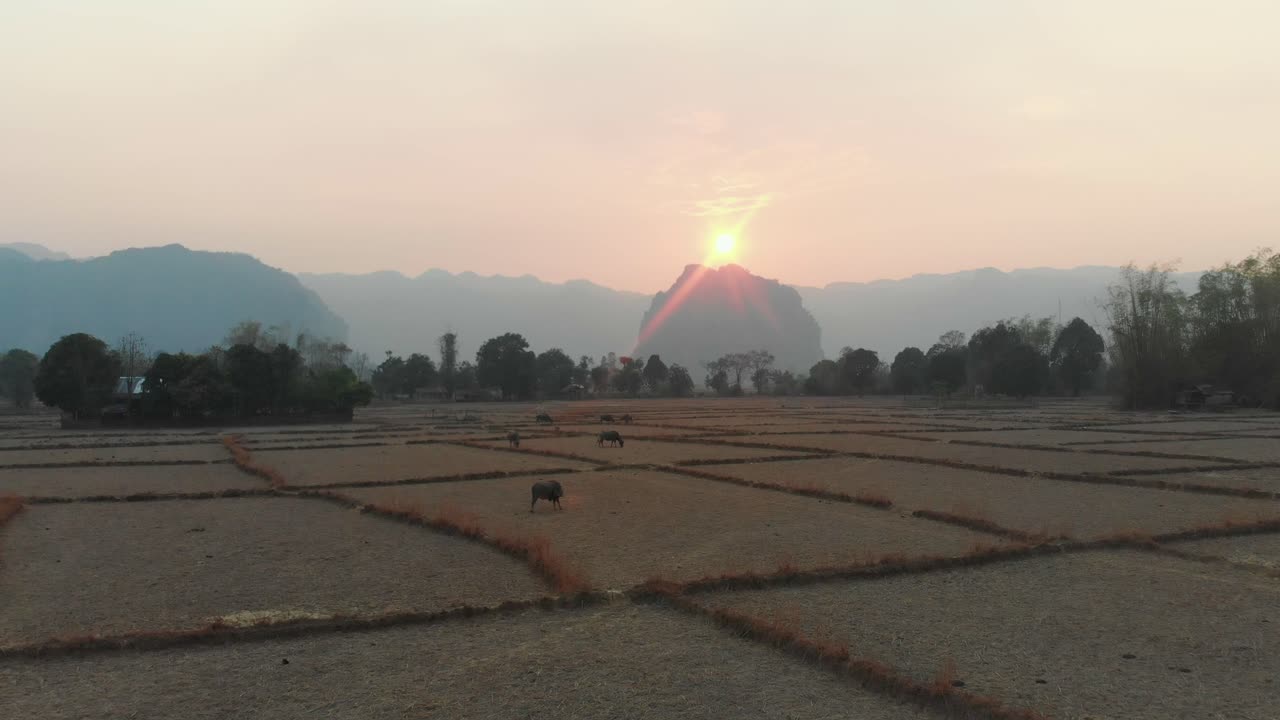 태양이 지는 동안 라오스 시골에서 먹이를 먹는 물 버팔로의 넓은, 공중