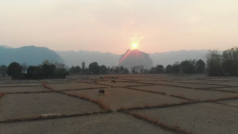 Wide-shot-of-grazing-water-buffaloes-at-rural-Laos-during-sunset,-aerial