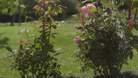 regar rosas rosas sanas en el jardín