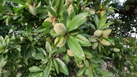 almond tree close up with fruit hanging