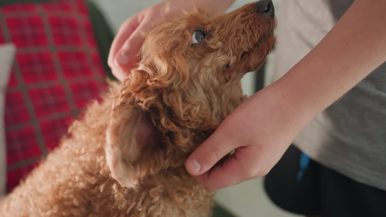 Close-up view of hand rubbing and petting dog as dog looks up to human, showing affection and connection between pet and owner in a cozy indoor setting