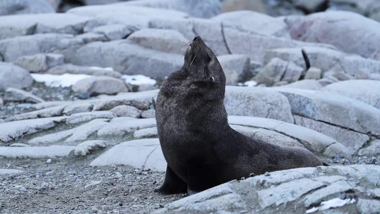 남극의 야생 동물, 남극 털 봉인, 안타르틱 반도의 느린 동작 동물, 대륙의 바위 위에 누워있는, 거친 풍경 풍경에서 근접 초상화