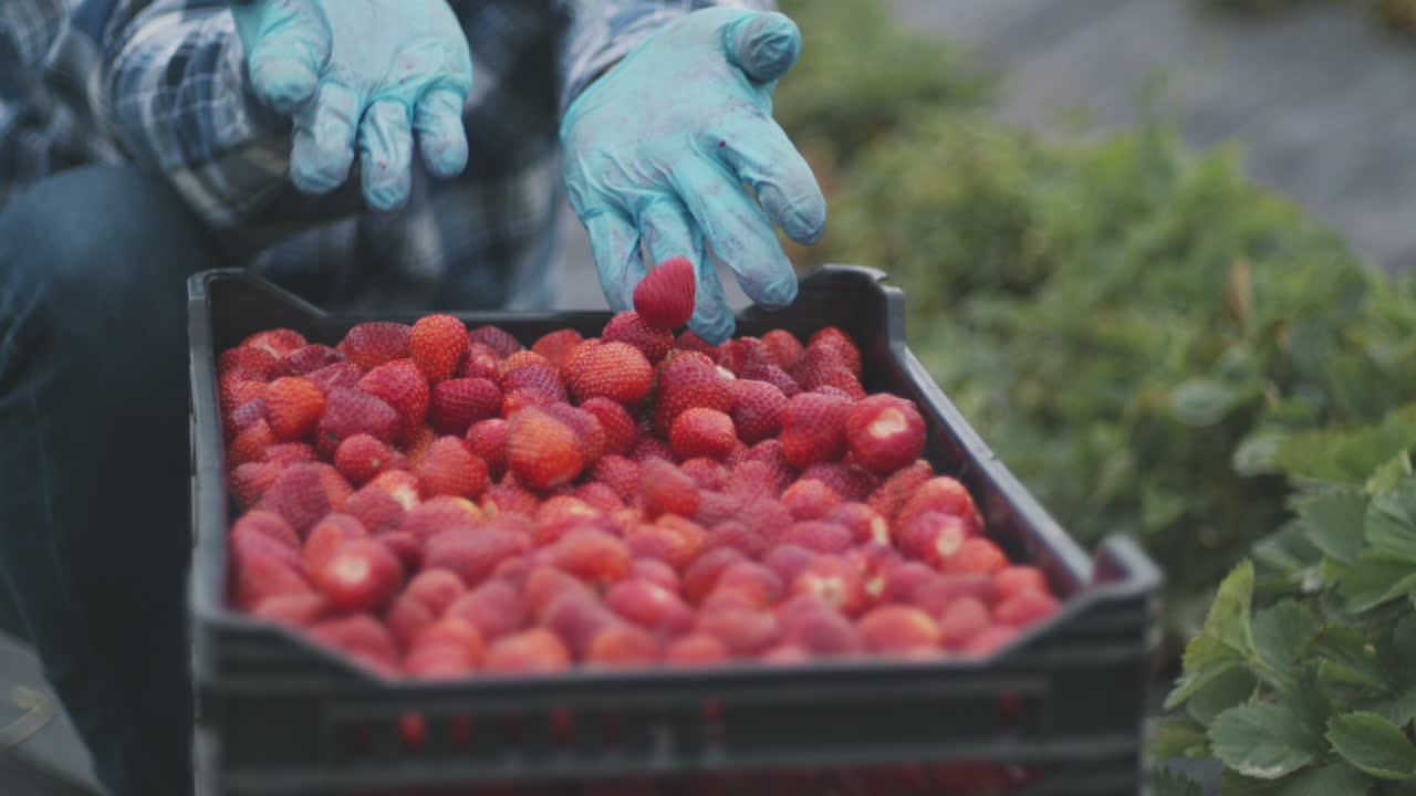 Strawberry Harvest