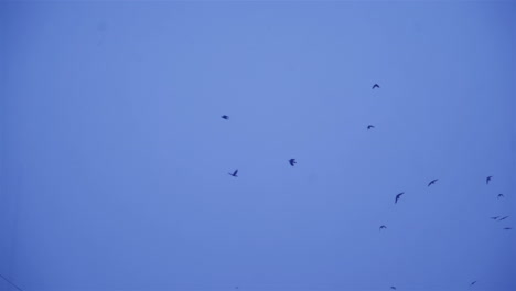 flock of birds fly in the sky. black birds in winter conditions
