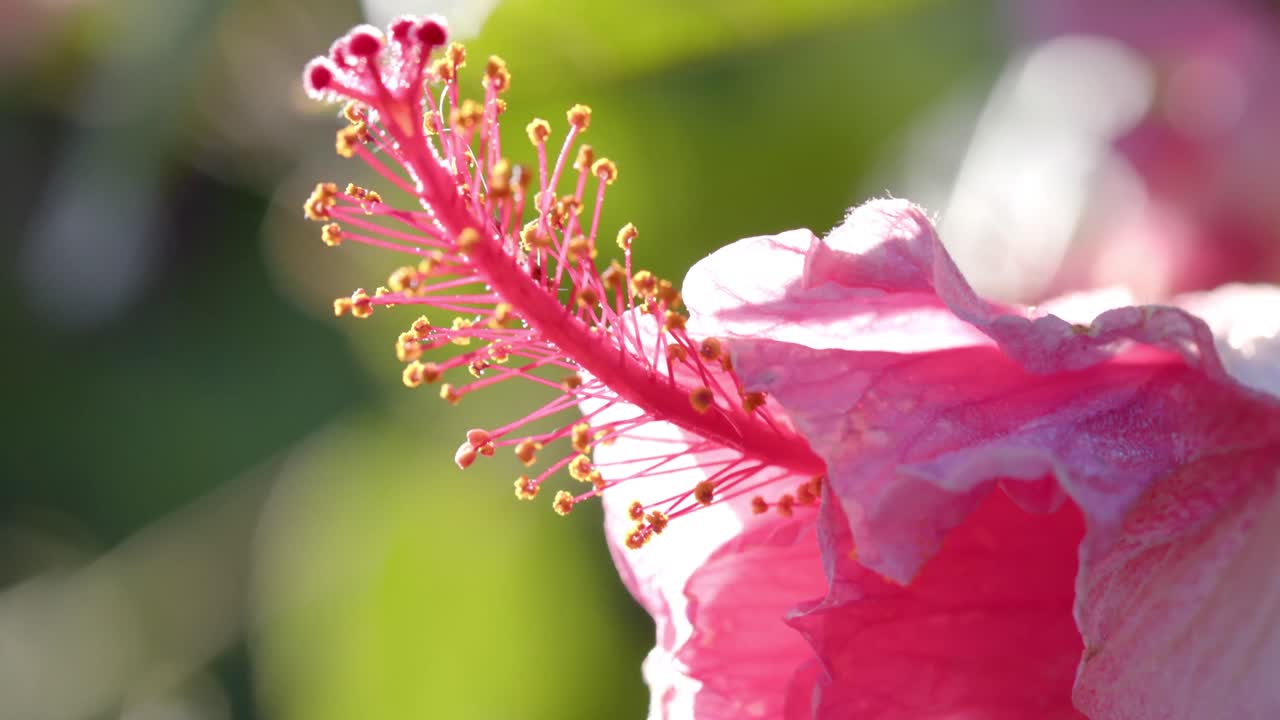 Primo piano di fiori rosa con foglie verdi in una giornata di sole, al rallentatore.