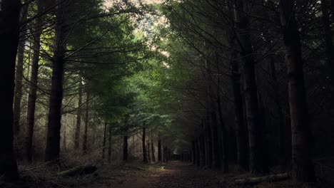 Camino-Que-Conduce-A-Través-De-Un-Oscuro-Y-Siniestro-Bosque-De-Coníferas