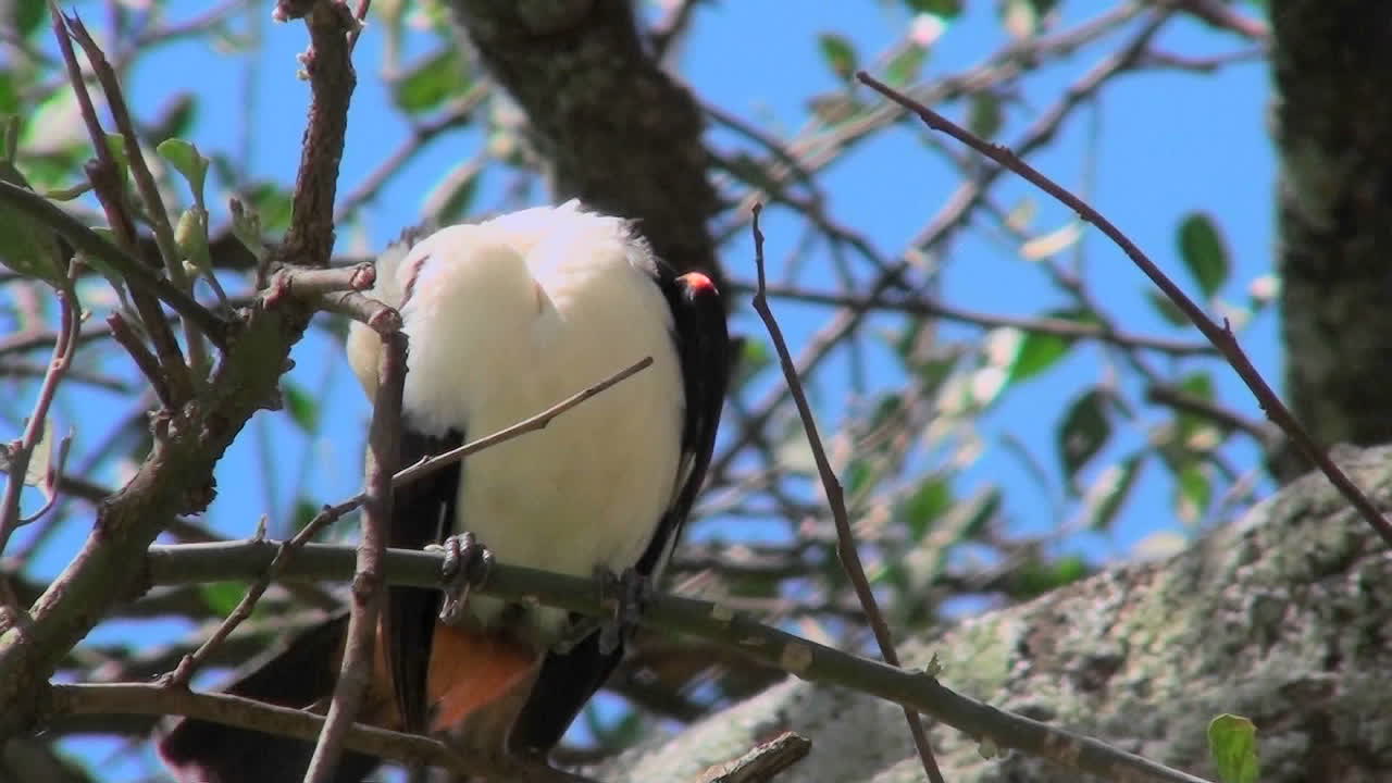 흰머리 위버 새가 아프리카를 둘러보며 나무에 앉아 있다