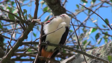 un pájaro tejedor de cabeza blanca se sienta en un árbol mirando alrededor en áfrica