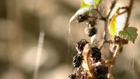 Fly-flying-off-a-shrub