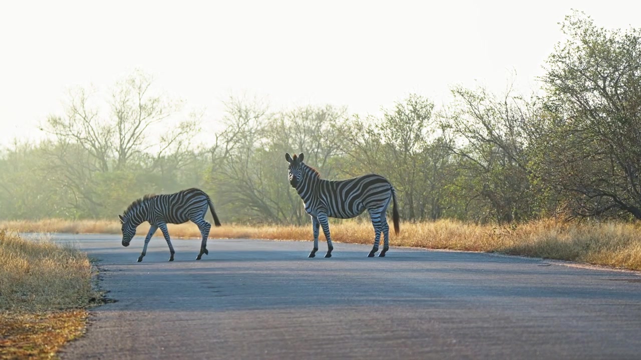 Ripresa a mano libera, un branco di zebre attraversa una strada asfaltata in una riserva naturale sudafricana, mostrando animali selvatici che si muovono liberamente attraverso il loro habitat naturale di cespugli e praterie