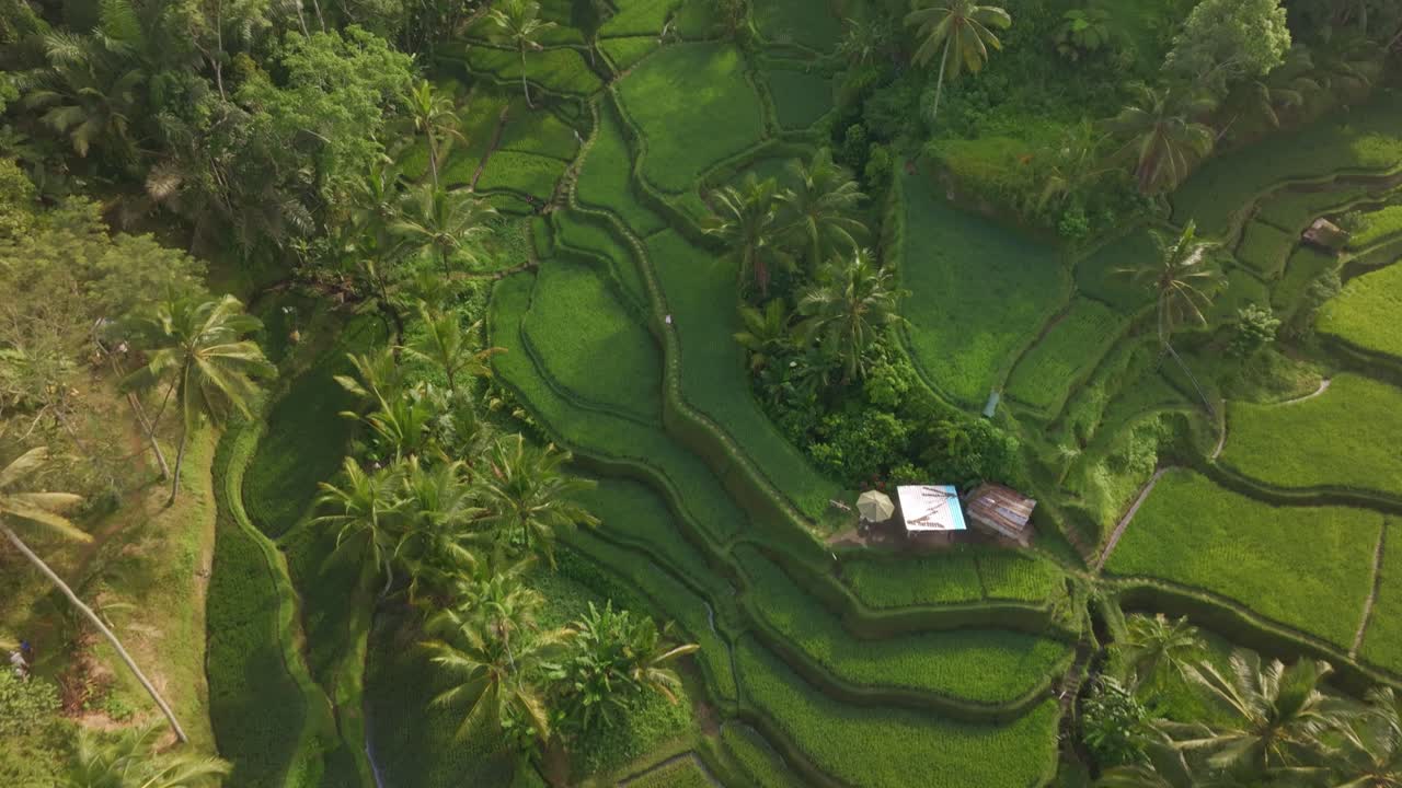Vista dall'alto di risaie color smeraldo e palme a Tegallalang, Bali, Indonesia