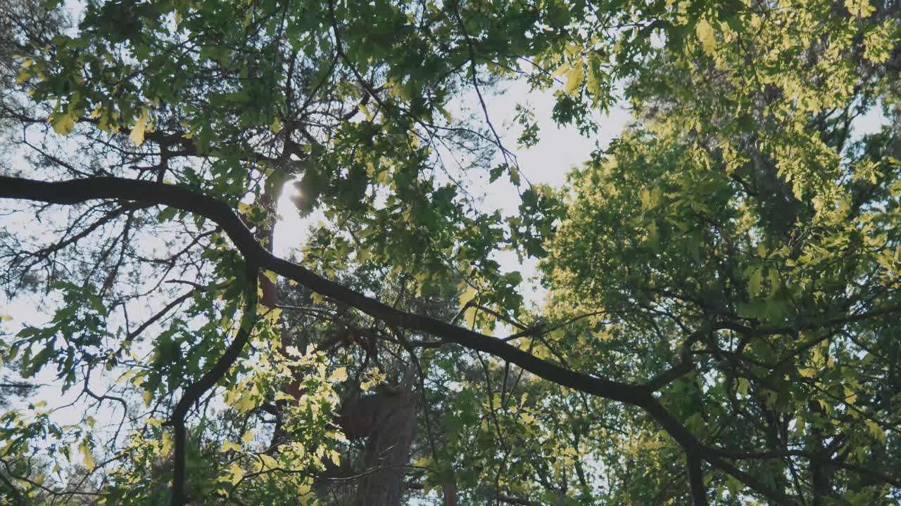 Sunlight Filtering Through Forest Canopy