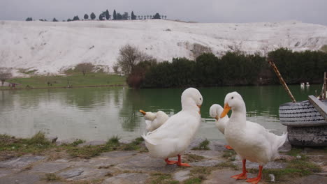 Patos-Lavándose-En-Pamukkale,-Cerca-De-Hierápolis.