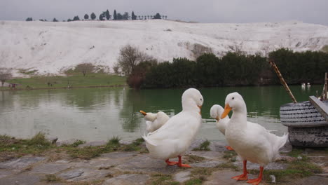 patos lavándose en pamukkale cerca de hierápolis