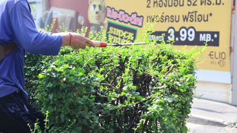 person trimming plants with gardening shears