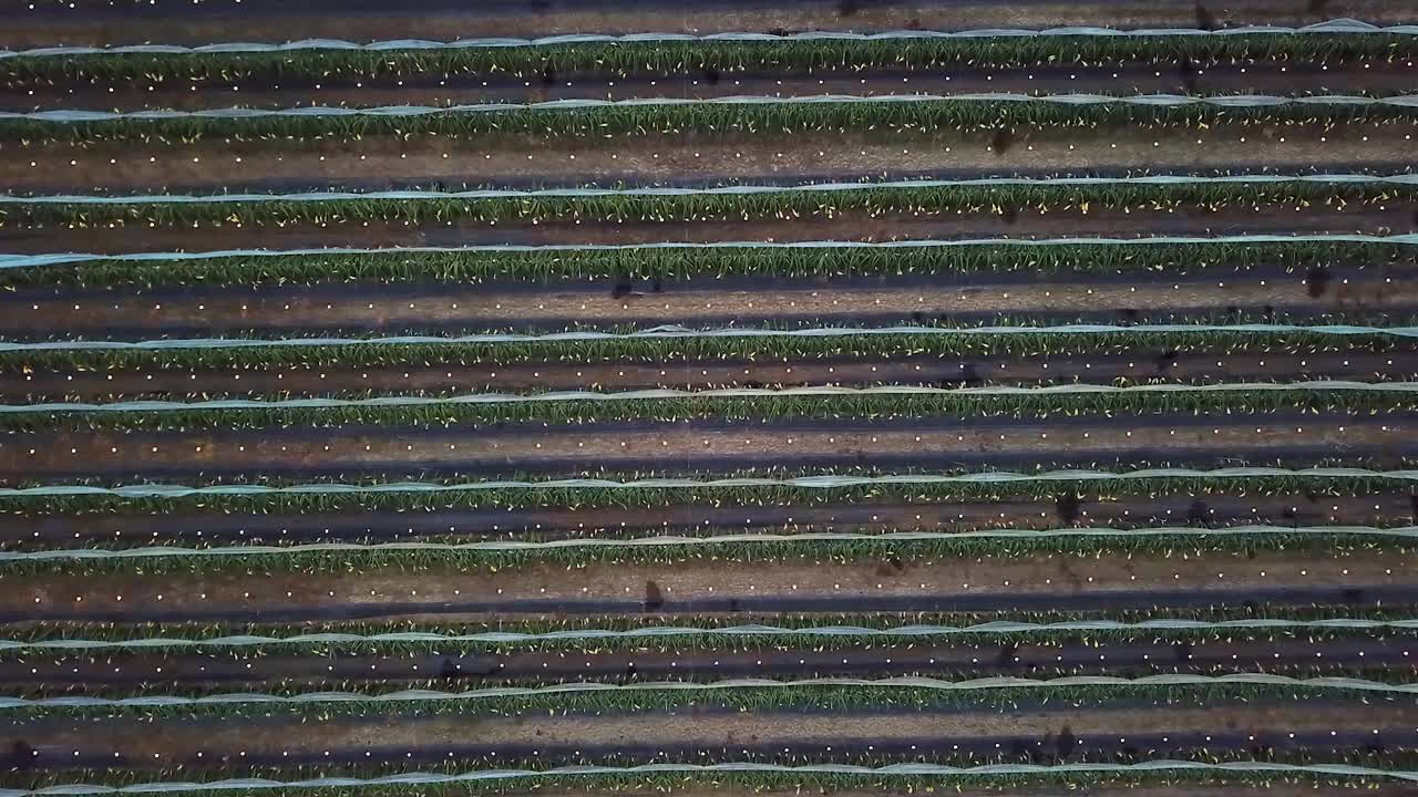 과수원과 무성한 녹색 잎이 줄지어 있는 중국에서 드래곤 과일을 재배하는 광시 룽안 카운티의 한 농장의 멋진 조감도