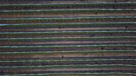 una impresionante vista de pájaro de una granja en el condado de long&#39;an guangxi cultivando fruta de dragón en china, con huertos agrícolas y el exuberante follaje verde en filas