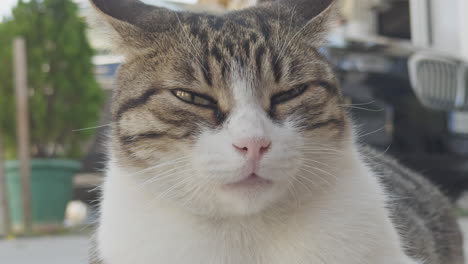 street cat resting in greece in vertical